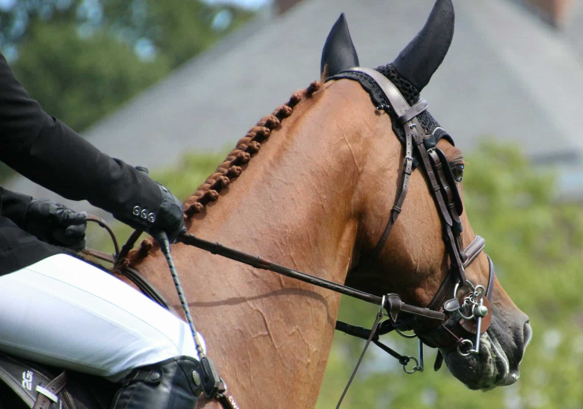 Equitatroc